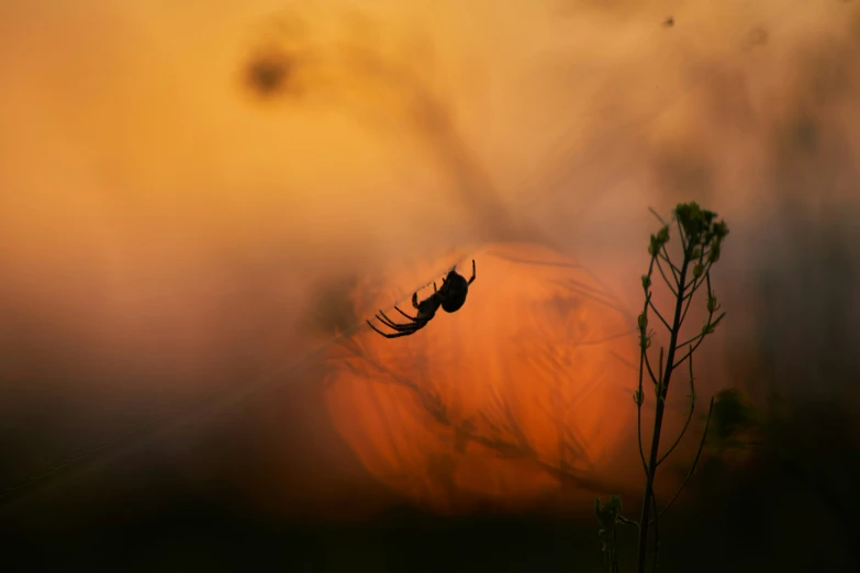 silhouette of tree limbs in background, with a large sun and small brown cloud