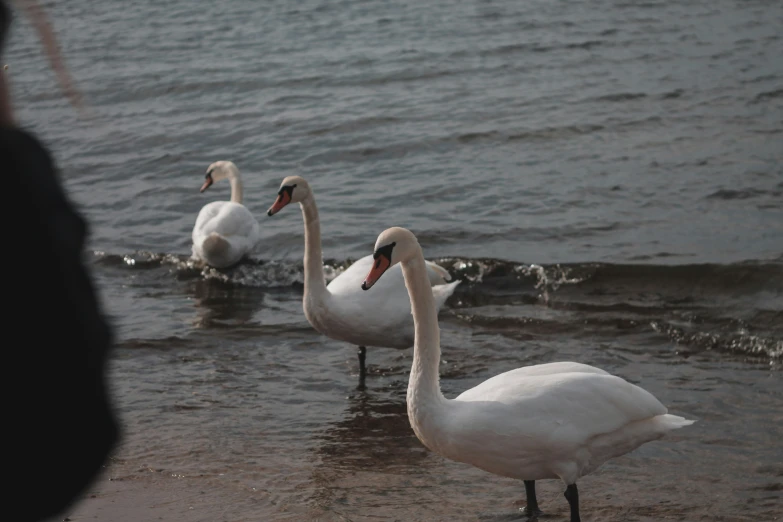 there are four swans that are in the water together