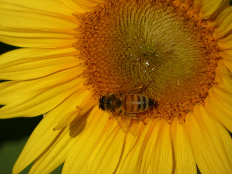 two honeybees on top of a yellow flower