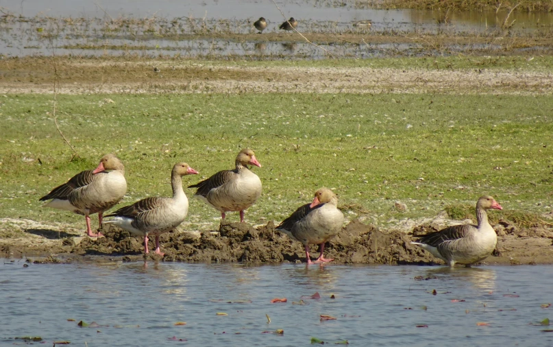 four ducks sitting on a pile of mud next to a pond