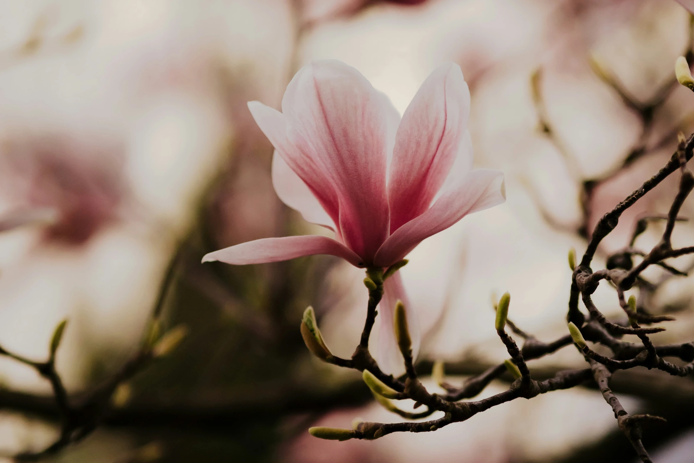 a pink flower that is sitting on top of a tree