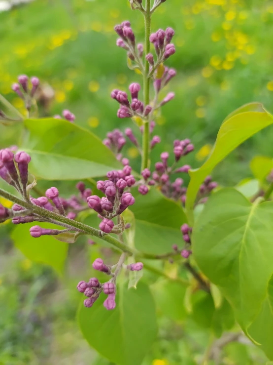 several small purple flowers hang from a stem in the middle of a field