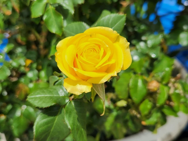 a single yellow rose that is in the middle of some leaves