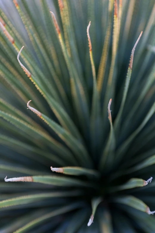 a close up of some green leaves near one another