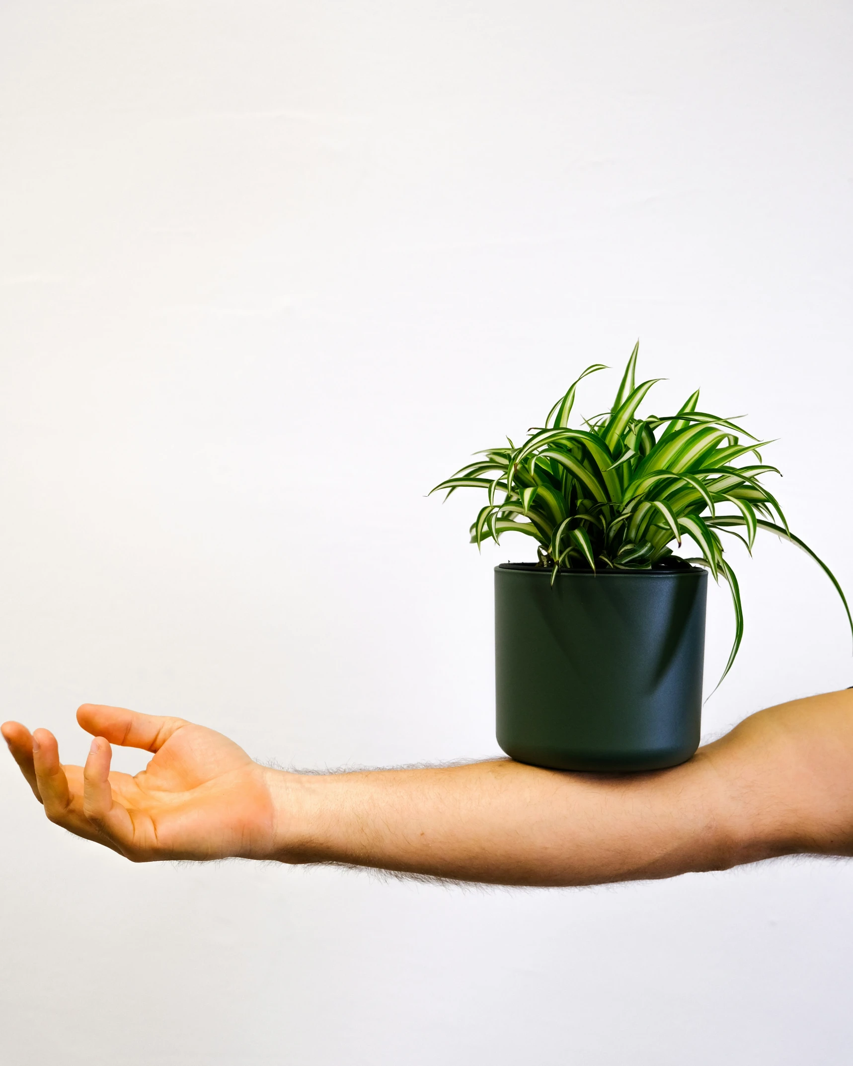 someone holding a small green plant in their hand