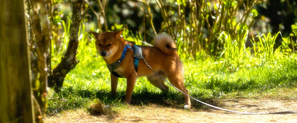 a dog standing on a path and looking around