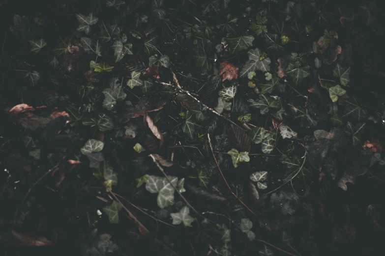 several small leaves covering the ground outside