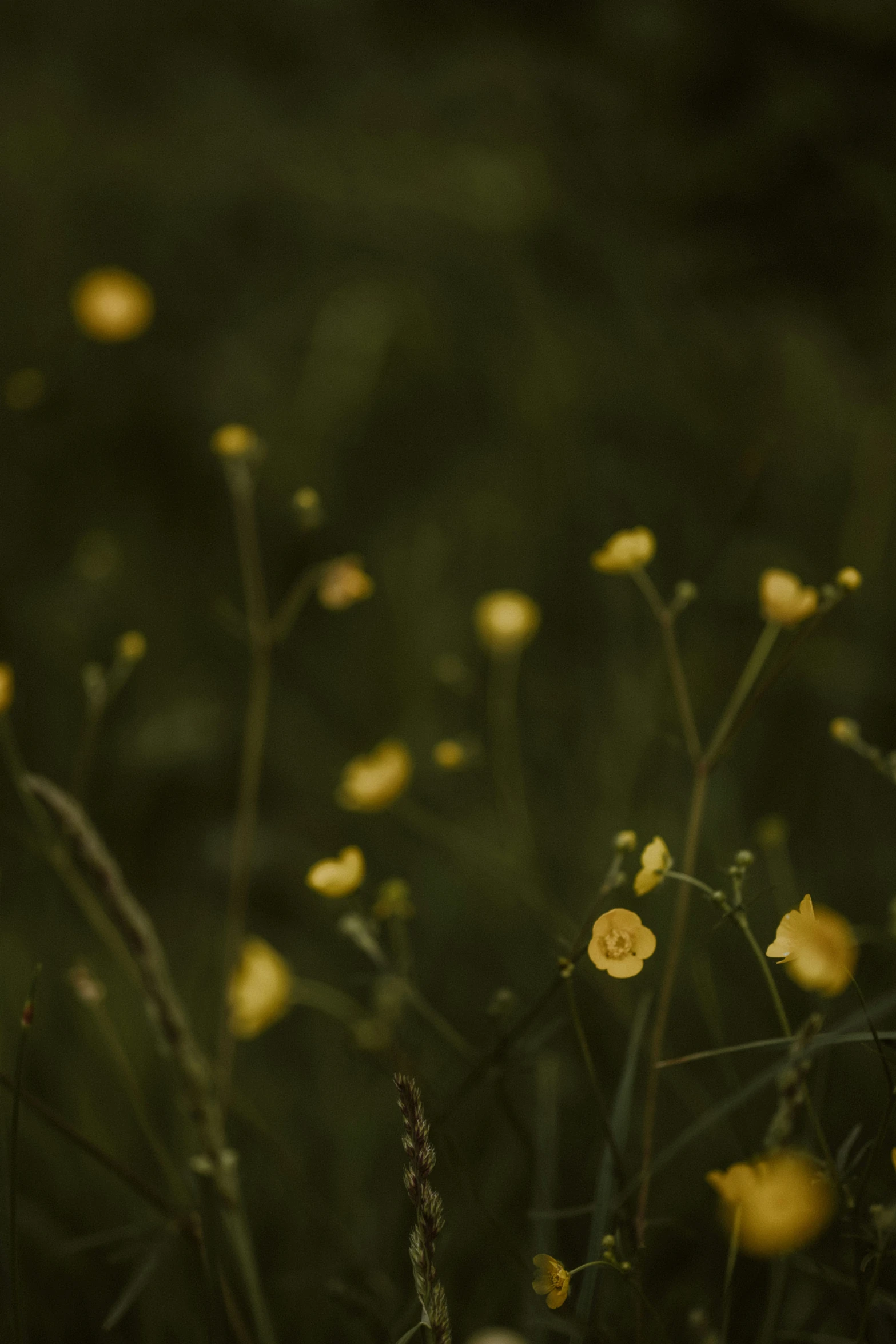 small yellow flowers sitting in a grassy field
