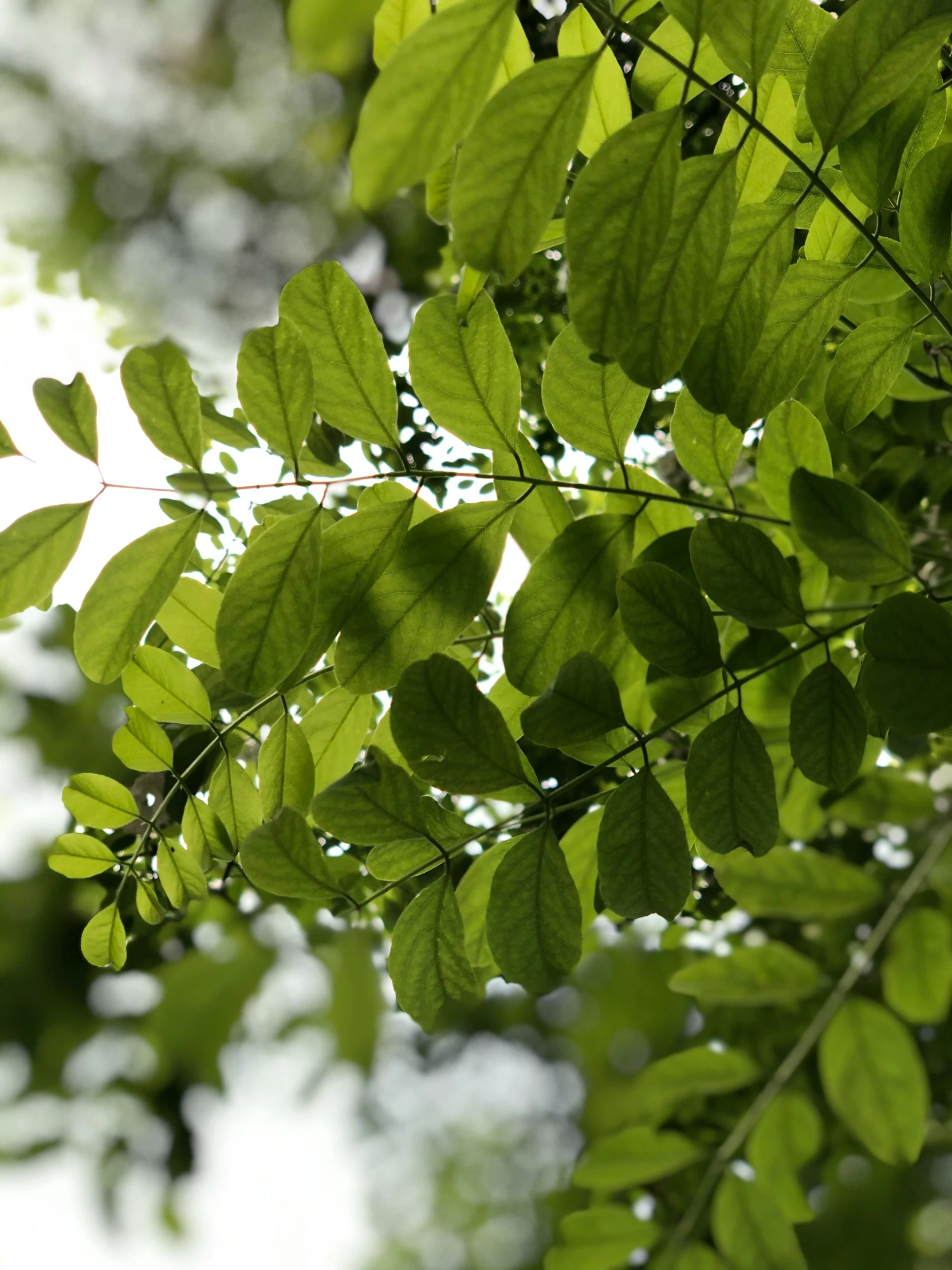 a close up view of a green leafy nch