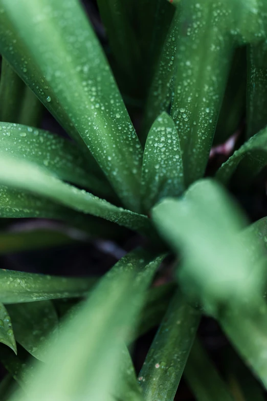 the green leaves are covered with water droplets