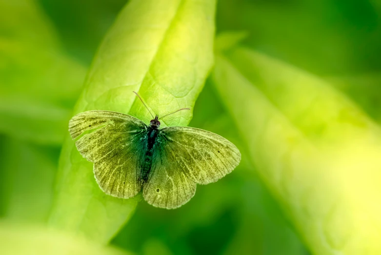 a green erfly on a plant in the middle of the day