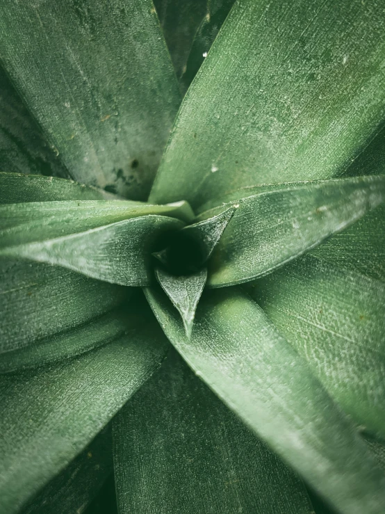 an aloen green plant with leaves all around