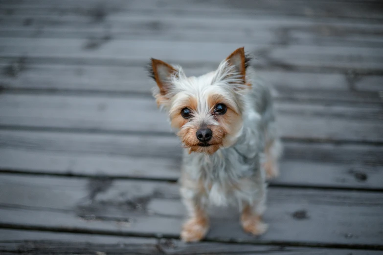 the brown and white dog is standing on a deck