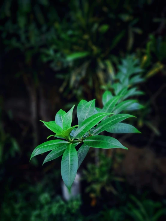 a very green tree in the middle of a forest