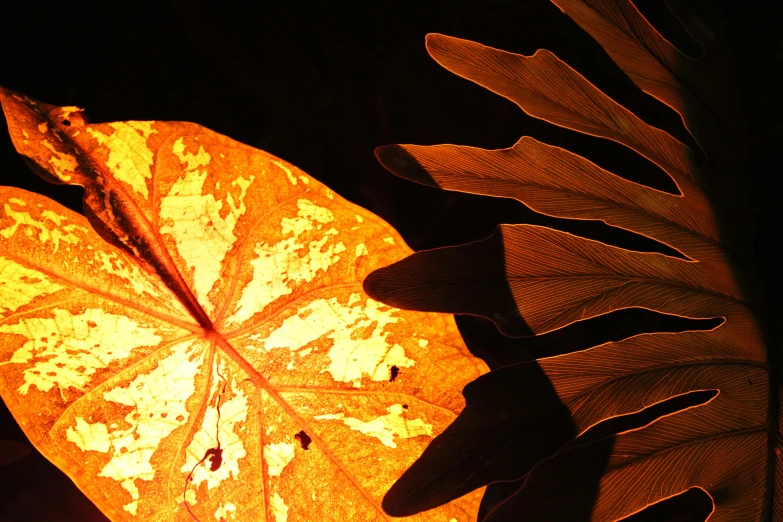 the shadow of a leaf on a dark surface