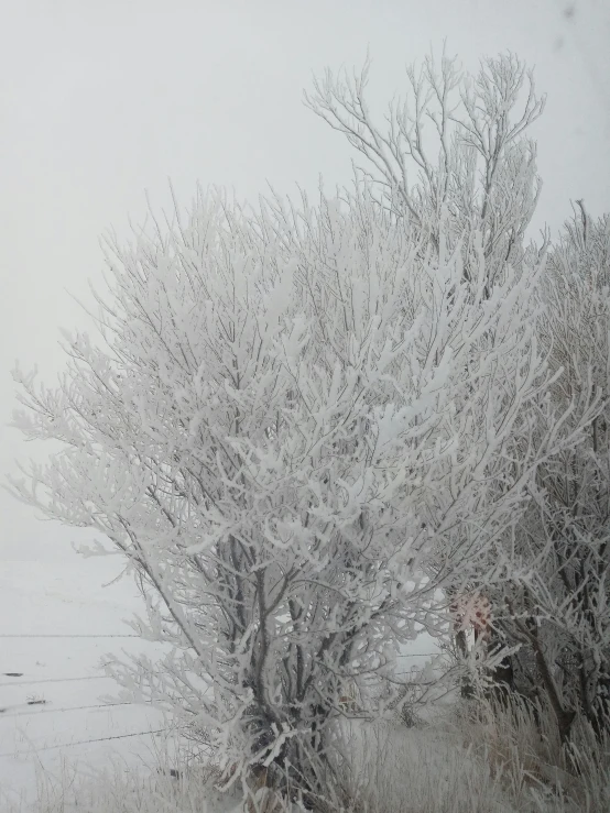 snowy trees with nches covered in white snow