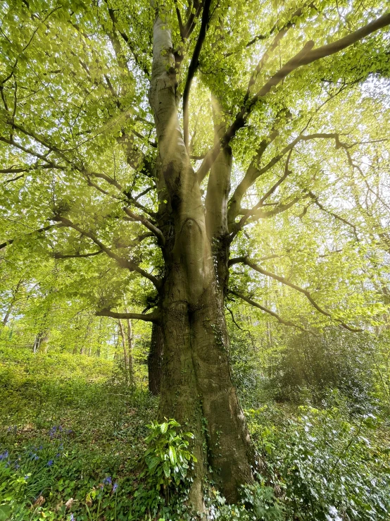 the back drop of sun in a tree in a forest