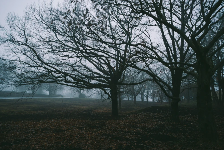 a forest full of leaf covered trees on a foggy day