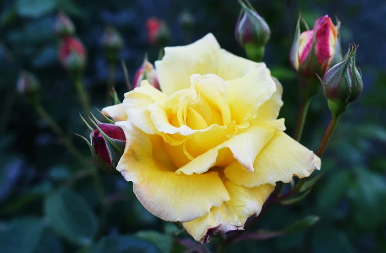the yellow rose has many buds growing out of it