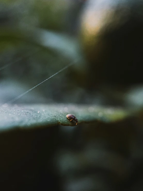 a small bug in the middle of a leaf