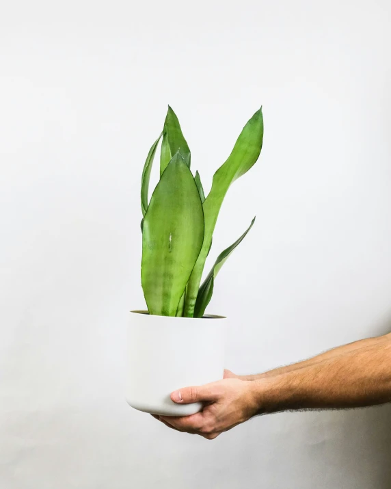 a white round pot with a green plant