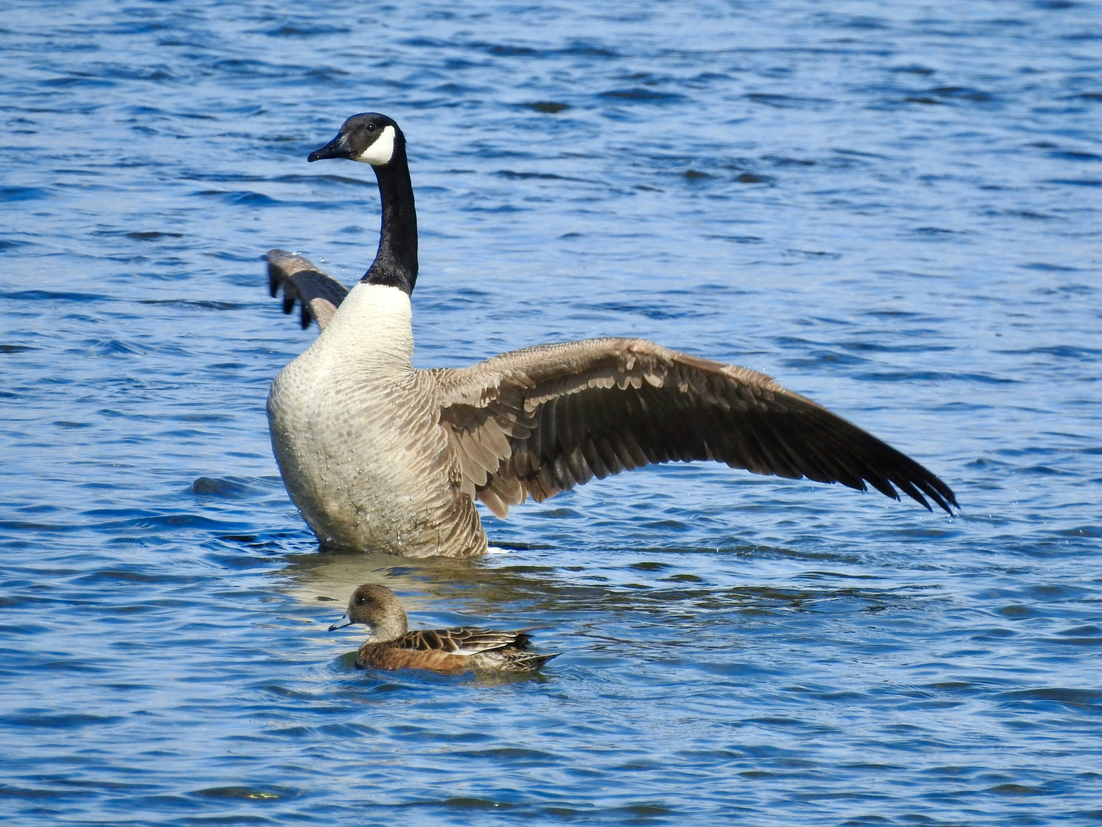 there is a duck that is standing up in the water