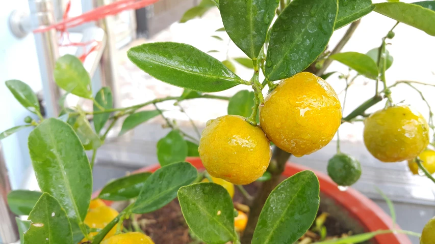 yellow fruit growing in a plant in a pot