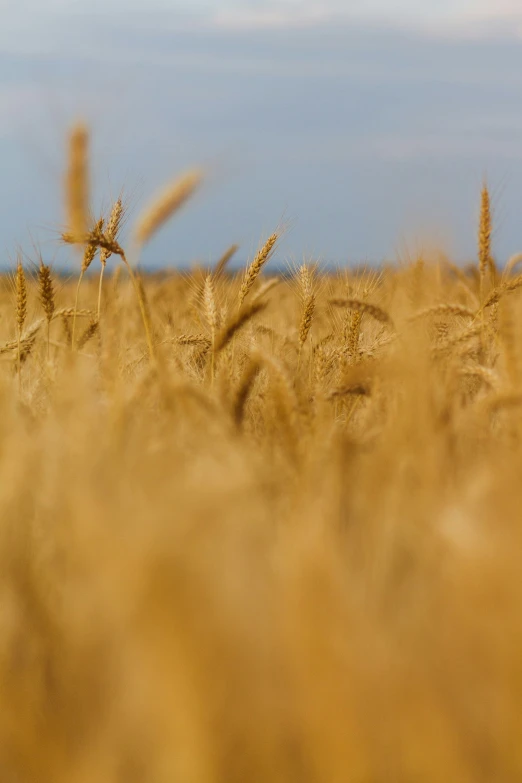 the image shows a view of wheat growing