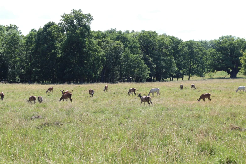 a group of animals grazing in a large grassy field