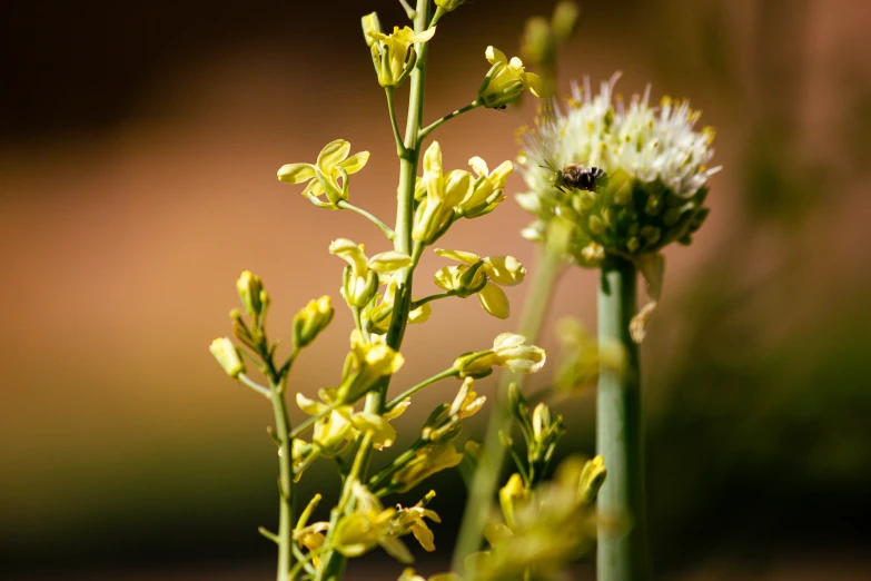 a close up of some pretty plants with flowers