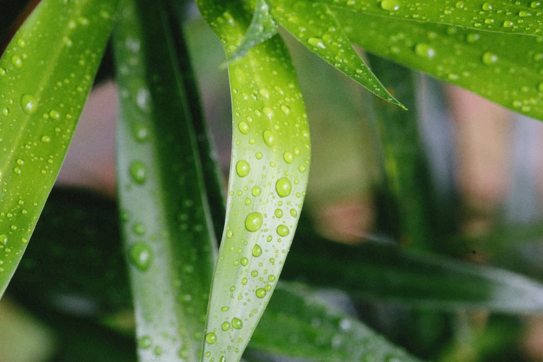 the leaves of a plant have dew drops on it