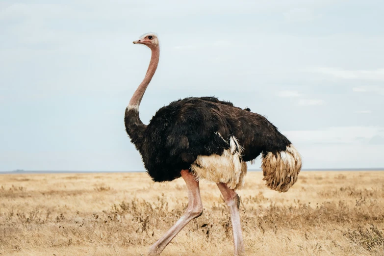 an ostrich walking in the desert alone