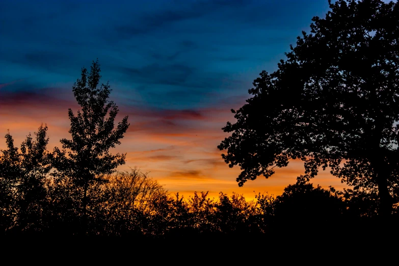 a tree in front of the setting sun