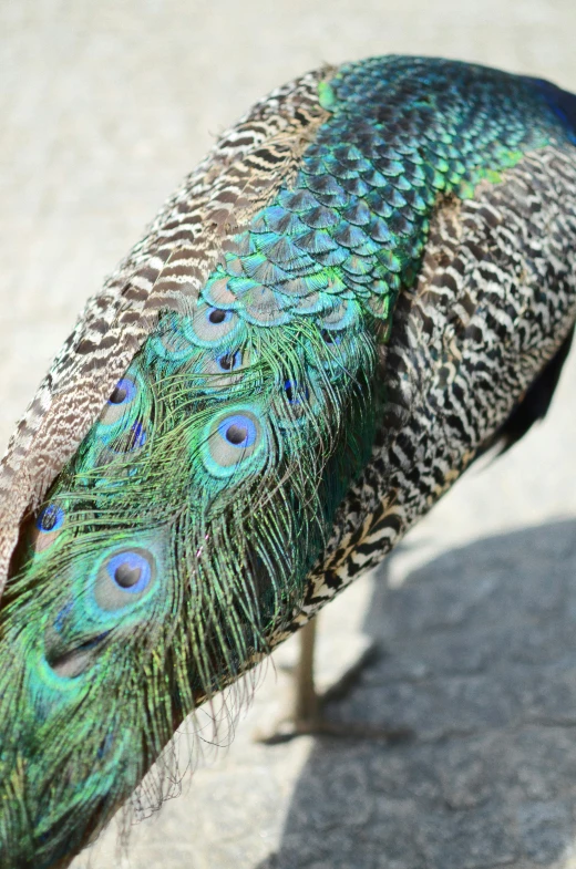 a peacock with long feathers on a rock