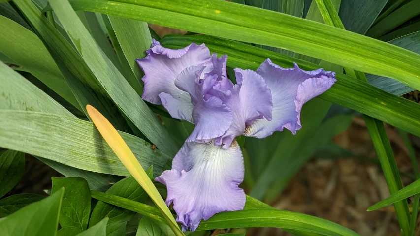 two flowers of some sort near green leafy plants