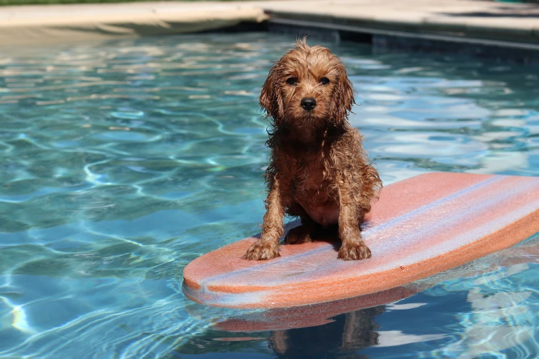 a dog that is sitting on top of a surfboard