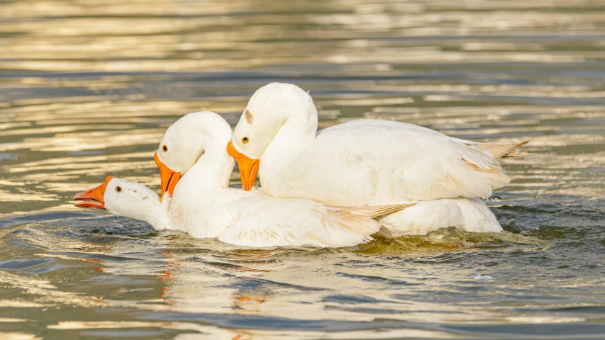 three geese are swimming in the lake together