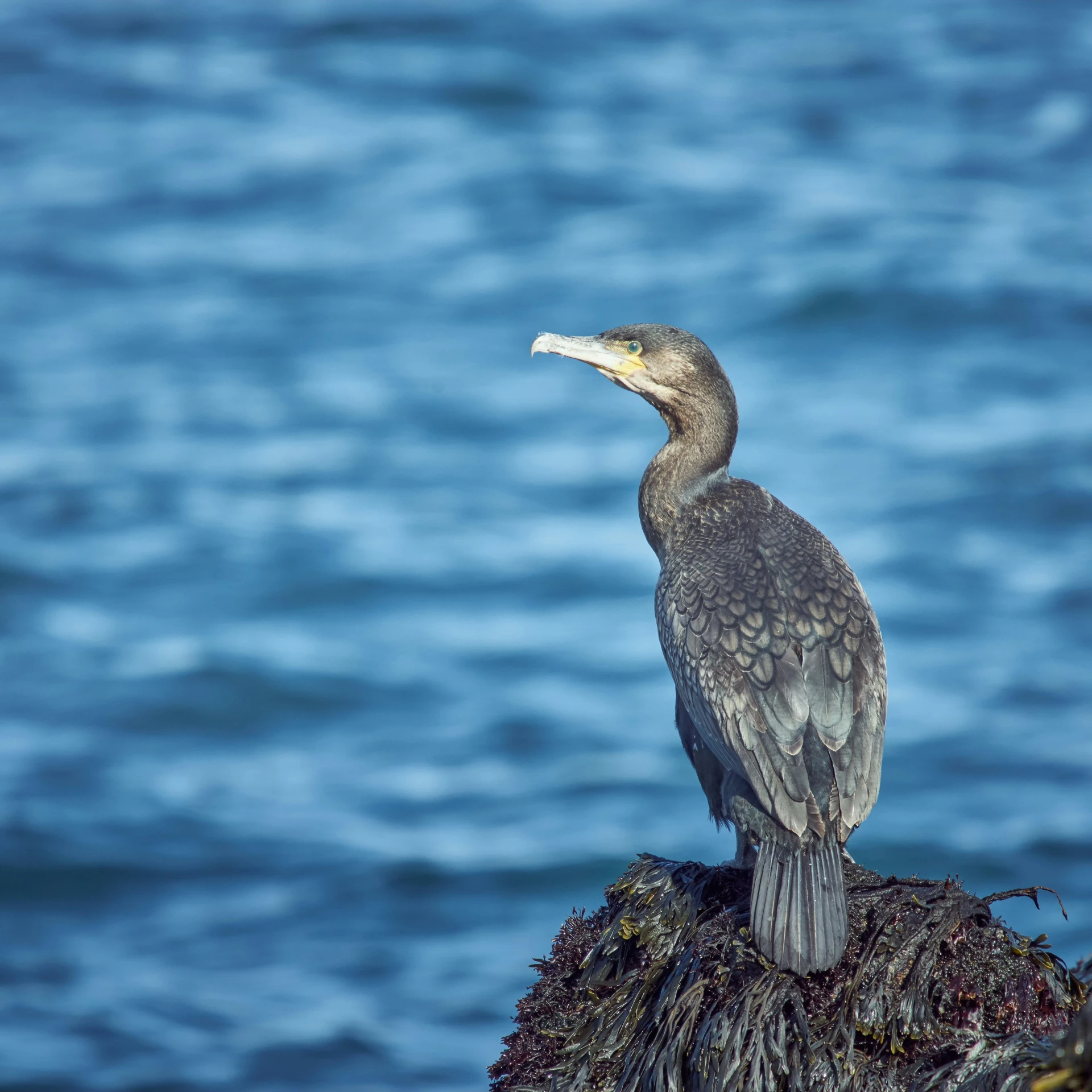 a bird is perched on a rock by the water