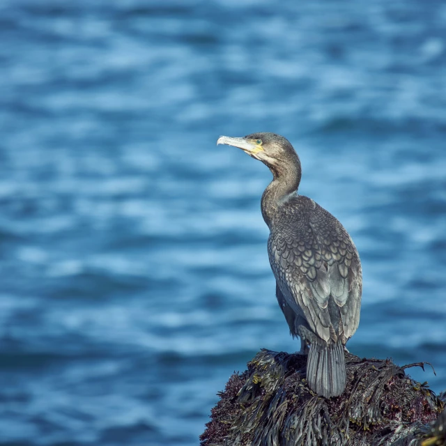 a bird is perched on a rock by the water