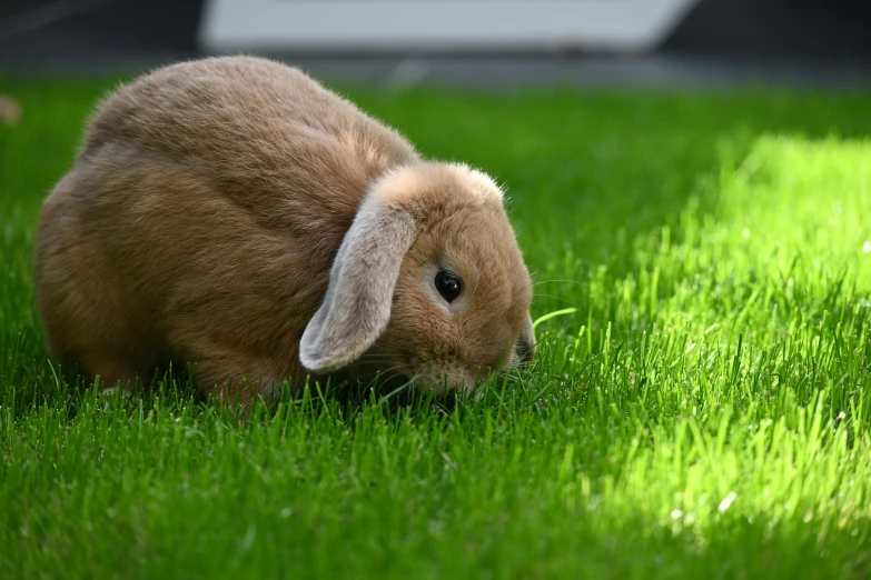 small brown rabbit in a field of grass