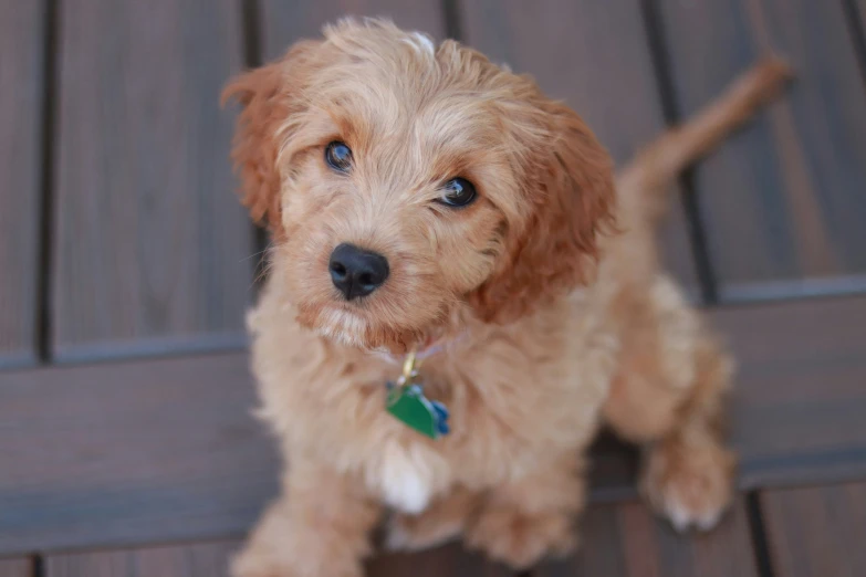 a small puppy with blue eyes and a collar