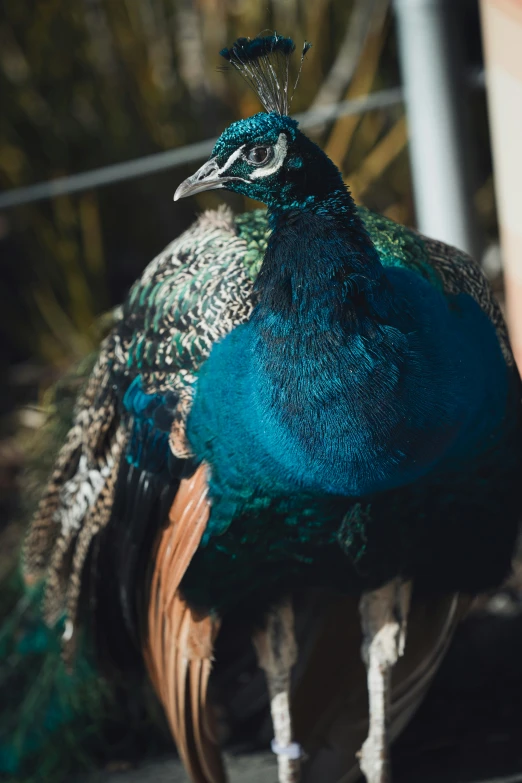 a blue peacock with multicolored feathers on its body standing next to a green tree