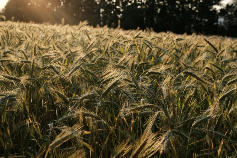 a field full of tall grass during the day