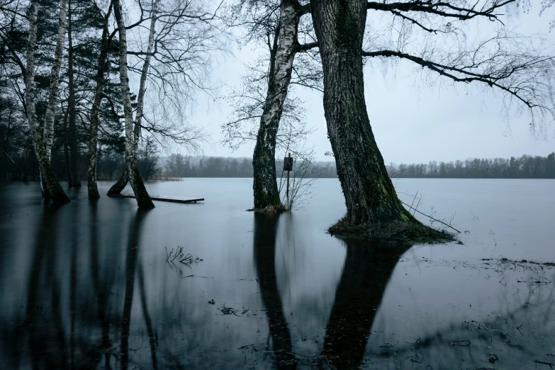 trees reflecting on still water and one tree missing