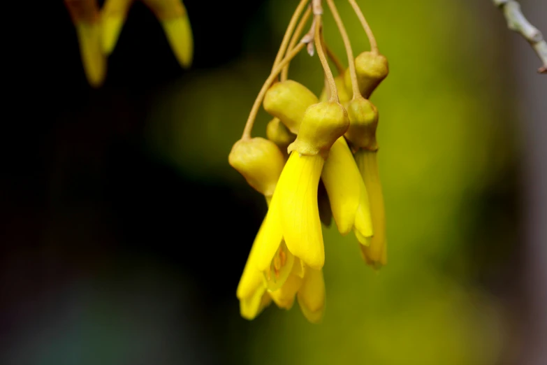 yellow flowers that are hanging from a tree