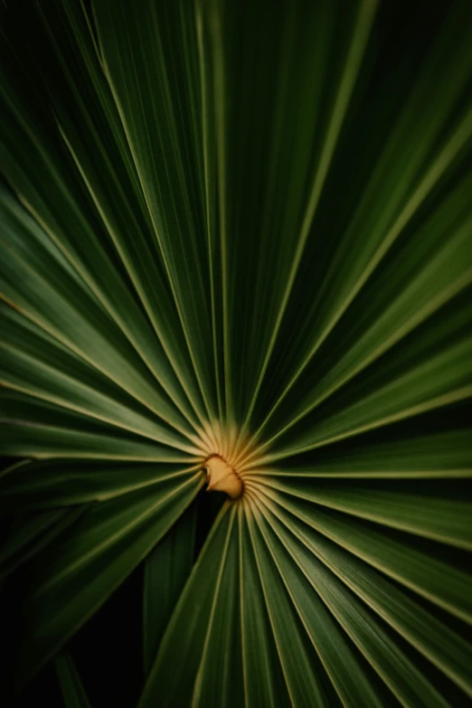 close up of a green plant leaf in a dark environment