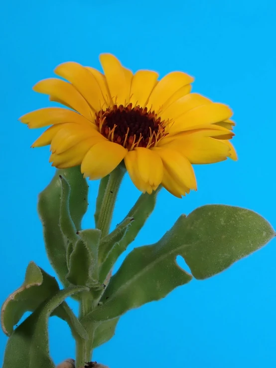 a sunflower on the stalk, taken from below
