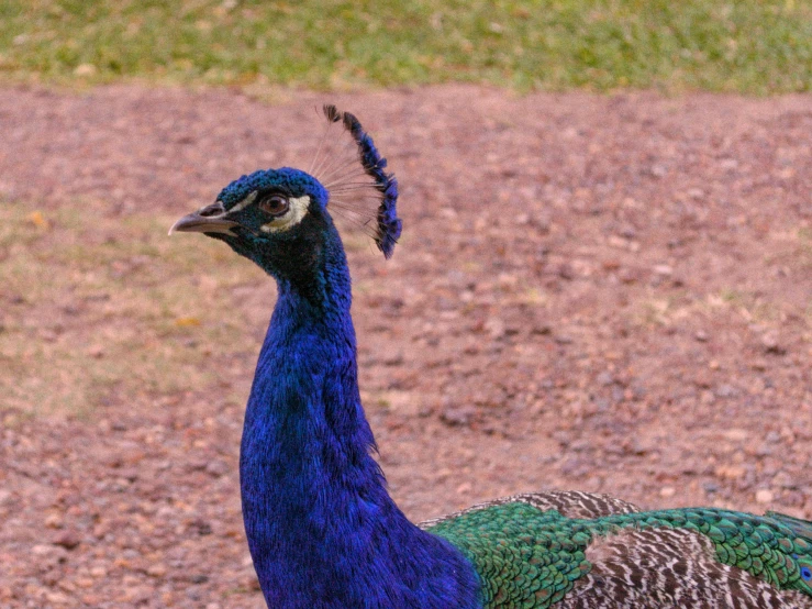 an image of a blue peacock in the park