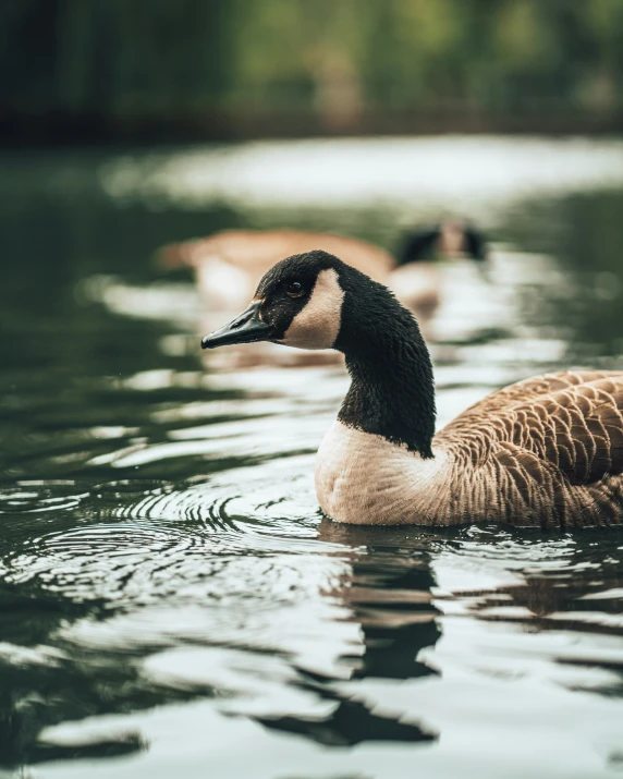 a couple of ducks are in the water