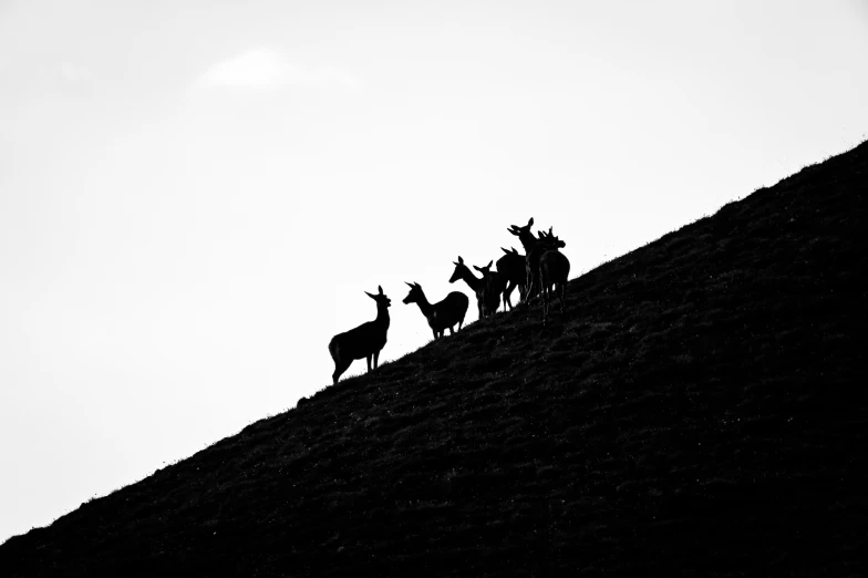 a group of deer standing on top of a hill